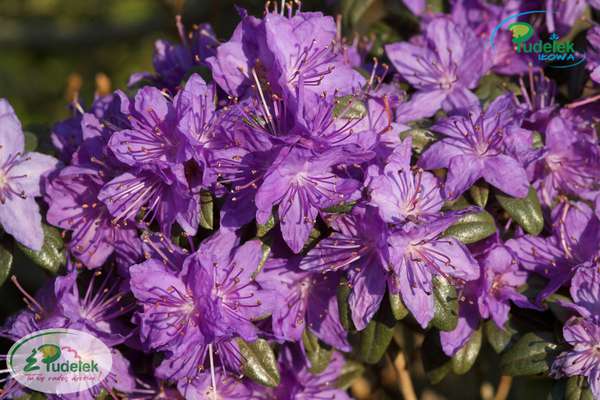 Rhododendron Blue Tit Magor